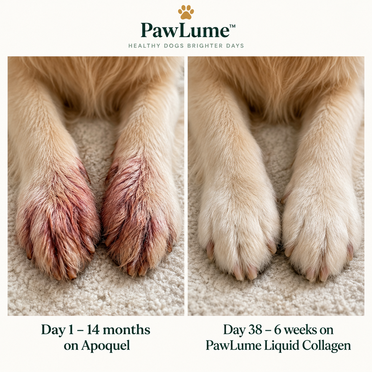 PawLume Liquid Collagen Drops for Dogs