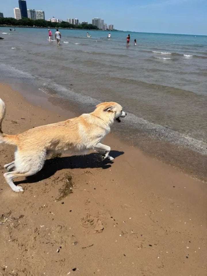 Supplied dog photo