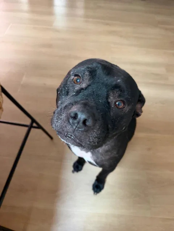 Supplied dog photo